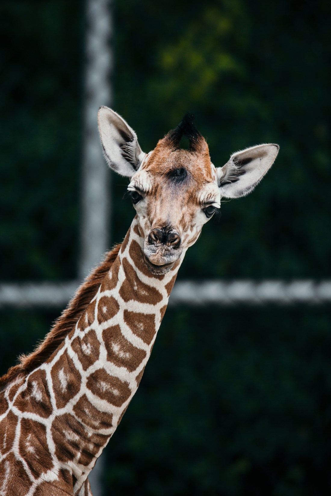 Baby_Giraffe_AB_03