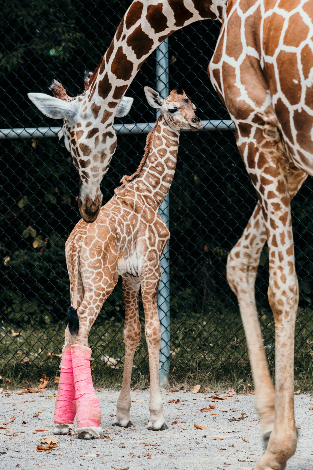 Baby_Giraffe_Legs_AB_01